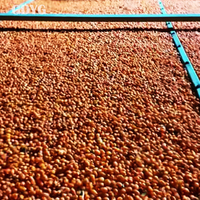 Omega-vetzuren/flavonoïden/natuurlijk ingrediënt voor gezonde dranken en voedzame voedingsmiddelen/diepvriesfruit/diepvries duindoorn