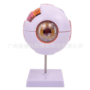 Modelo anatómico de ojo humano auténtico de alta gama para uso profesional médico, estructura anatómica del ojo, modelo de oftalmología con características faciales - Product Image 1