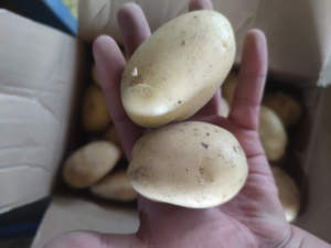 Pommes <span class=keywords><strong>de</strong></span> <span class=keywords><strong>terre</strong></span> fraîches <span class=keywords><strong>de</strong></span> la nouvelle récolte 2025 <span class=keywords><strong>de</strong></span> Chine, pommes <span class=keywords><strong>de</strong></span> <span class=keywords><strong>terre</strong></span> normales à bon prix - Product Image 2