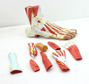 Menschliche Fuß Muskeln mit Gefäßnervensysteme Plantar Hierarchische Anatomie Modell von Fuß Joint Muscle Gefäßnervensysteme Bänder - Product Image 2