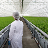 Serre tunnel agricole en film plastique à simple travée Sinok pour la culture de tomates – Kit complet