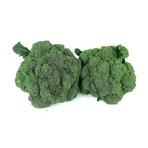 Chinese manufacturer 4 6cm Packaging IQF High Quality Fresh Broccoli Factory Low Price