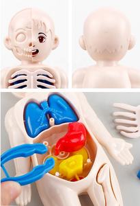 Modelo de Estructura de Órganos Humanos para la Educación Científica Infantil, Juguete Educativo de Plástico para Edades de 5 <span class=keywords><strong>a</strong></span> 13 <span class=keywords><strong>A</strong></span>ños, Unisex, Aprendizaje Médico Temprano - Product Image 4
