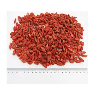 Dried goji berries in Ningxia  China  available in certain seasons