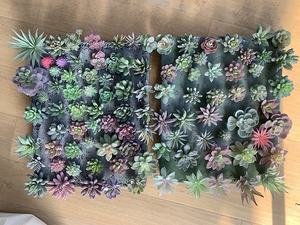 Plantes de <span class=keywords><strong>cactus</strong></span> du Mexique en gros, plantes succulentes artificielles décoratives, plantes en pot, mini-pots, plantes succulentes - Product Image 4