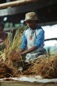 Aceite Esencial de Niaouli a Granel SAKAY, 3 Años de Duración, Perfil Olfativo Consistente, para Tratamiento del Cuero Cabelludo y Aditivo para Champú - Product Image 6