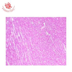 Anatomie normale 100 pièces de techniciens qualifiés en tissus préparés ensemble de diapositives d'<span class=keywords><strong>histologie</strong></span> - Product Image 4