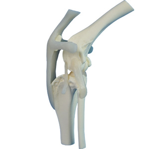 Canine l'articulation du genou modèle - Product Image 1