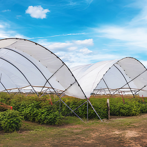 <span class=keywords><strong>Invernadero</strong></span> de túnel alto tipo oruga de bajo costo, solución económica perfecta para el cultivo de bayas pequeñas y medianas - Product Image 1