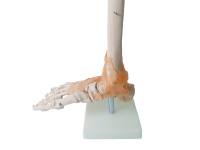 Venta caliente ciencia médica tamaño de vida humana tobillo humano anatomía pantalla ligamento pie articulación esqueleto modelo anatómico para la enseñanza