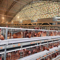 Jaulas para pollos completamente automáticas multicapa tipo H para granja avícola modelo MT marca nueva y superventas de acero galvanizado 128
