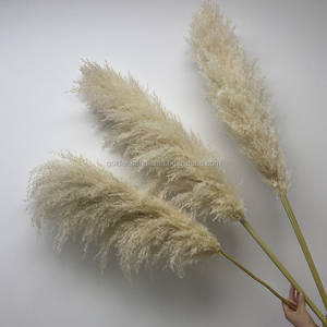 QSLH-W529 Decorativo in vaso piante di grandi dimensioni secca reed erba <span class=keywords><strong>pampas</strong></span> erba <span class=keywords><strong>per</strong></span> la vendita - Product Image 5