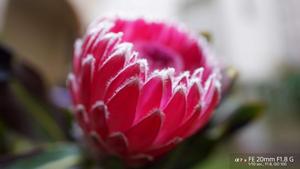 So ny FE 20mm F1.8G (SEL20F18G) - Product Image 4