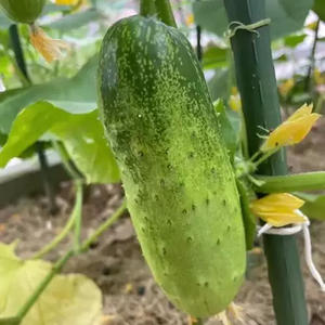 Origine des concombres Fruits des quatre saisons - concombres croustillants et sucrés pour la décoration de jardin et de cour - Product Image 4