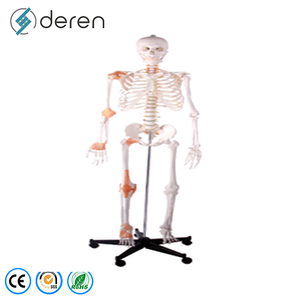 Modelo de Esqueleto Humano de Calidad Médica Deren con Ligamentos y Nervios para Cursos de Anatomía Universitaria - Product Image 4