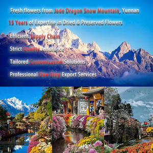 Magnifiques fleurs séchées en gros, tournesol préservé, personnalisation sur mesure de haute qualité pour l'Aïd, Diwali, la Saint-Valentin, la décoration de la maison et des événements - Product Image 5