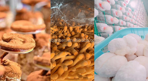 OEM nấm phức tạp bột Bộ nhớ nootropics não hỗ trợ <span class=keywords><strong>Ayurveda</strong></span> freshcap12000mg Hữu Cơ nấm pha trộn bột chiết xuất - Product Image 6