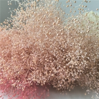 Bunga Gypsophila Elegans Mini yang Diawetkan, Dekorasi Kering untuk Acara Hari Ibu dan Rangkaian Natal
