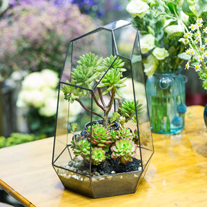16" Extra Large Geometric Glass <strong>Terrarium</strong> Glass Reptile Box <strong>Plastic</strong> <strong>Terrarium</strong> Decor Reptiles Amphibia - Product Image 2