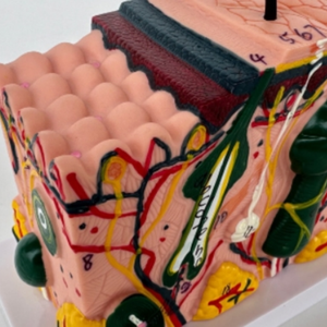 Modelo de Piel Humana de Alta Calidad, 30 Veces el Tamaño Real, para Salón de Belleza y Escuela de Medicina - Product Image 2