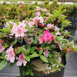 Bolsas DE CULTIVO DE PP Anti-UV HOKBG de <span class=keywords><strong>10</strong></span> galones para plantas, contenedor para plantar, bolsa tejida negra, macetas y macetas de jardín, precio de fábrica - Product Image 3