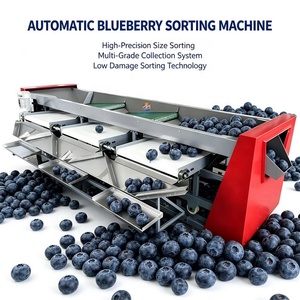 Clasificador de Frutas <span class=keywords><strong>El</strong></span>éctrico Personalizado, Clasificador de Tamaño de Arándanos, Máquina Automática para Clasificar Arándanos - Product Image 2