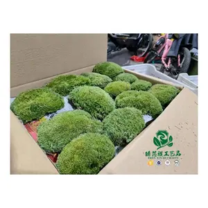 Zhen Xin Qi Ambachten Geconserveerde Mos Decoratie Planten Groothandel Mosrijke Muur Boord Van Hoge Kwaliteit Rendier Mos Geconserveerd Mos