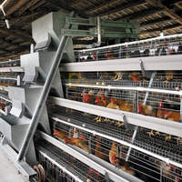 Cage automatique en batterie pour poules pondeuses de type A ferme avicole pour le Nigeria Kenya Guinée