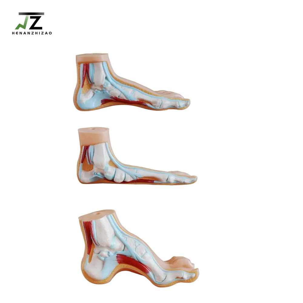 医学人間の足の解剖学的トレーニングモデル等身大教育のための人間の足のモデル