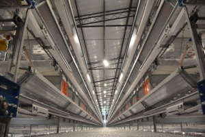 Nuevo sistema de jaulas de batería galvanizadas para 50.000 <span class=keywords><strong>aves</strong></span>, equipo automático de alimentación para gallinas ponedoras de granja - Product Image 4