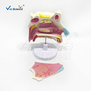 แบบจำลองกายวิภาคโพรงจมูก VIC-R021B แบบจำลองโพรงจมูกขยายขนาด แบบจำลองระบบทางเดินหายใจ - Product Image 3