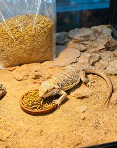 תולעי קמח עשירות בחלבון למספוא לאוגרים, תרנגולות וציפורים, תולעי קמח מיובשות בהירות למכירה - Product Image 6