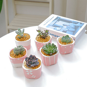 Chậu Hoa Mọng Nước Màu Hồng Dễ Thương Kết Hợp Hình Vuông Và Tròn Làm Vườn Thịt Xương Rồng Tươi Nhỏ Bằng Gốm Sứ - Product Image 2