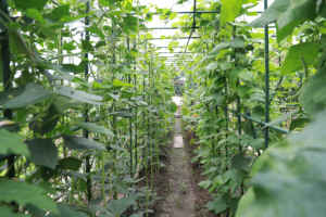 เสาค้ำต้นไม้และพลาสติกเคลือบ PE เสาสวนยืดได้เป็นมิตรกับสิ่งแวดล้อมทนทานต่อการประกอบง่าย - Product Image 4