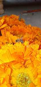 Vente directe d'usine de granules bruts séchés Clandula Orange FD sous surveillance stricte Épices et herbes simples Égypte - Product Image 5