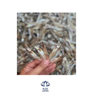 Gran oferta 2024 para pescado de anchoa secado al sol-Pescado de anchoa seco Pescado Premium seco Mariscos de Vietnam Pequeño