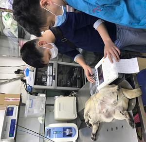 Mesin EKG 12 timah elektrokardiograf 3 saluran 5 inci dokter hewan <span class=keywords><strong>ECG</strong></span> - Product Image 6