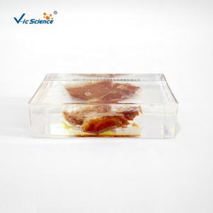 Espécimen de cerdo de cysticercus de tenia parasitaria, especímenes incrustados de resina orgánica para educación escolar - Product Image 4