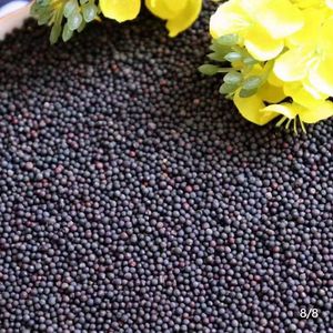 Olio di colza grezzo e raffinato biologico per il cibo degli uccelli e gli avannotti confezionati in bottiglie di vetro di plastica sfuse - Product Image 5