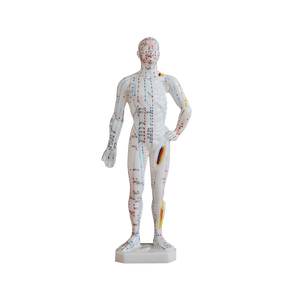 Maniquí de Acupuntura ADA-506 para Ciencias Médicas, Modelo Duradero de 26 cm para Acupuntura Tradicional China, Hecho en Shanghái - Product Image 1