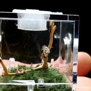 Caja de cría de reptiles, jaula de hábitat de reptiles acrílicos, caja de alimentación de insectos, tanque de terrario para mascotas, <span class=keywords><strong>Mini</strong></span> gateo transparente - Product Image 5