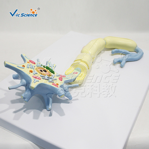 Modelo Anatómico de Célula Neuronal Ampliada de Gran Tamaño que Muestra la Estructura Completa para la Enseñanza en Hospitales y Escuelas CE/ISO/ROHS/CNAS - Product Image 5