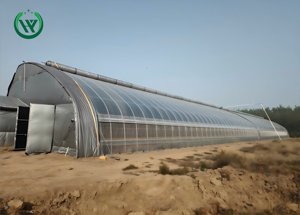 إطار دفيئة زراعية كاملة (بيت محمي شمسي دافئ) لزراعة الخضروات - نفق دفيئة بلاستيكي منخفض التكلفة - Product Image 6