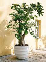 Pot de fleurs en terre cuite de magnésium pour extérieur et intérieur, respirant et durable, styles européen, sud-français et nordique, pour hôtels et villas Jianlv