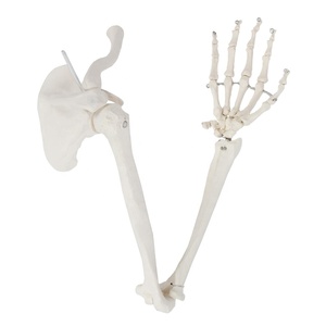 Modelo de Esqueleto Humano, Mano, <span class=keywords><strong>Ulna</strong></span>, Radio, Húmero con Modelo de Escápula y Clavícula (Tipo Colgante), Modelo de Hueso de Miembro Superior - Product Image 1