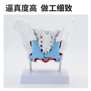 Modelo de pelvis femenina con modelo de músculos del suelo pélvico; anatomía uterina y perineal; estructuras neurovasculares; obstetricia y - Product Image 2