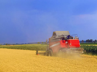 Machines agricoles chinoises, moissonneuse-batteuse combinée de riz et de blé, récolte de canne à sucre