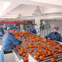 Vruchtensap Productie Kleine Hoge Snelheid Avocado Sorteren Machine