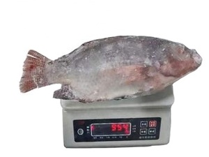Proveedor mayorista chino Tilapia Black Fish Mariscos Producto Frozen Live Tilapia Fish para Steam Fish - Product Image 3
