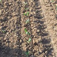 Transplanteur de semis d'ail, de légumes et de riz monté sur tracteur, nouvelle conception, haute productivité, avec moteur, pompe et engrenages – Vente chaude